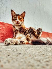 Close-up portrait of cat