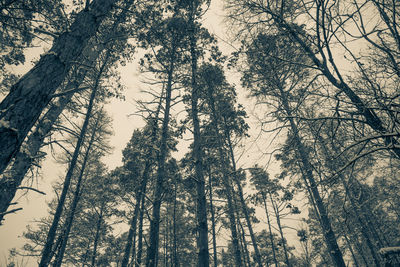 Low angle view of trees in forest against sky