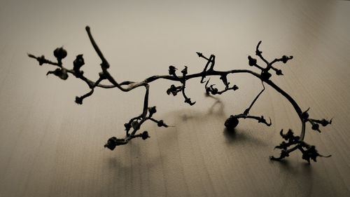 Low angle view of flowering plant against clear sky