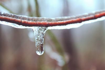 Close-up of frozen stem against blurred background