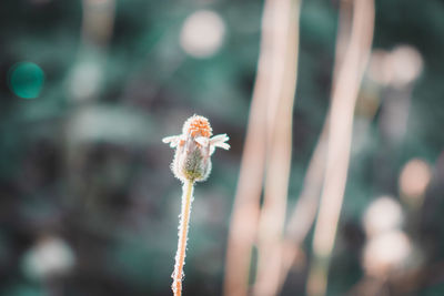 Close-up of flowering plant during winter