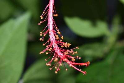 Close-up of pink leaves on plant