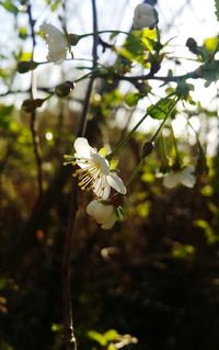 Close-up of white flowering plant