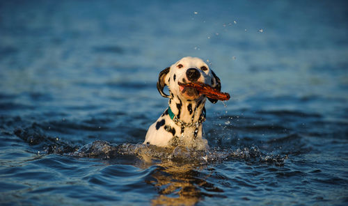 Dog in water