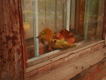 Close-up of dry leaves on wood during autumn