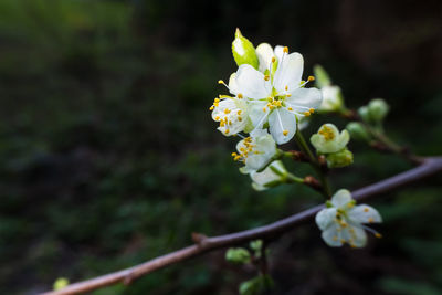 Close-up of white cherry blossoms in spring