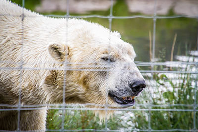 Close-up of sheep in zoo