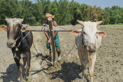 Portrait of cow in ranch