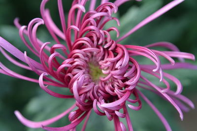 Close-up of pink flower