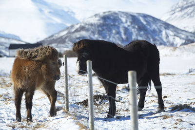 Two icelandic horses on a meadow in wintry mountain landscape