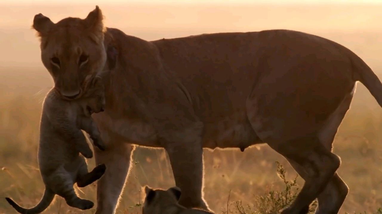 animal, mammal, animal themes, animal wildlife, savanna, wildlife, big cat, nature, sunset, feline, no people, cat, felidae, lion - feline, domestic animals, one animal, outdoors, sky, mustang horse