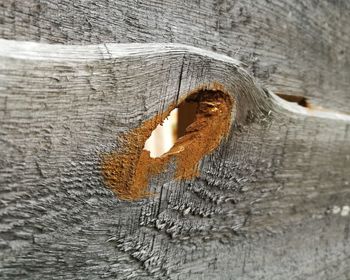 Close-up of lizard on wood