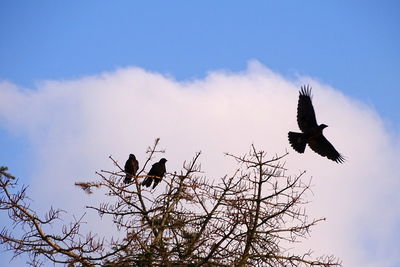 Low angle view of birds flying against sky