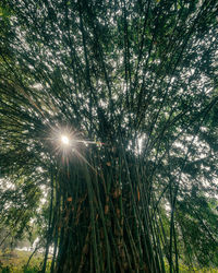 Low angle view of sunlight streaming through trees in forest