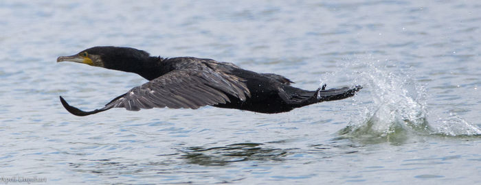 Close-up of eagle on sea