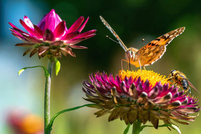 Close-up of butterfly pollinating on pink flower