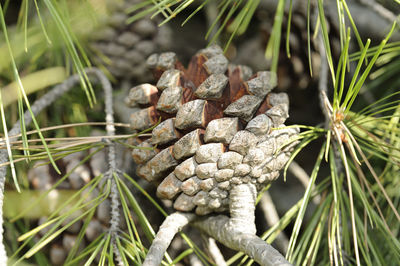 Close-up of pine cone on tree