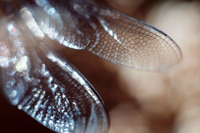 Macro shot of snake