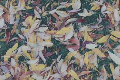 Full frame shot of autumn leaves