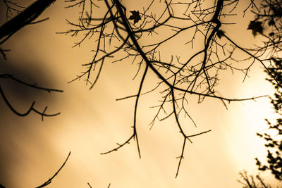 Low angle view of bare trees