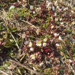 Plants growing on field