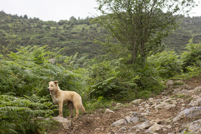 Dog mix border collie standing on rock