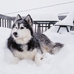 Close-up of dog on snow