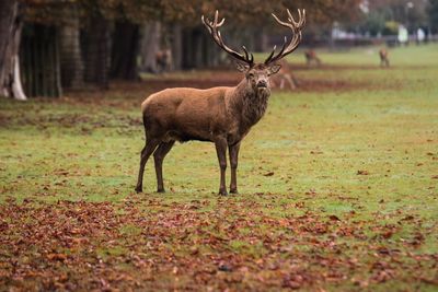 Close-up of deer on field