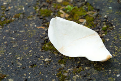 Close-up view of crab