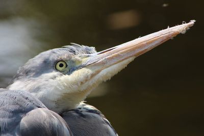 Close-up of a bird