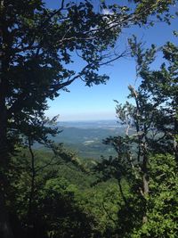 Scenic view of forest against sky