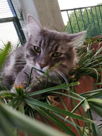 Close-up portrait of cat