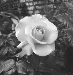 Close-up of rose blooming outdoors