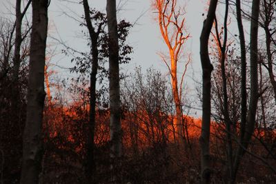 Close-up of wet trees at sunset