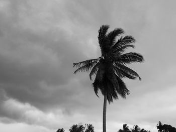 Low angle view of palm tree against sky