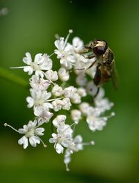 Close-up of bee on flower