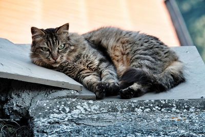 Portrait of cat resting