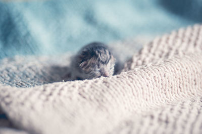 Close-up of a rabbit