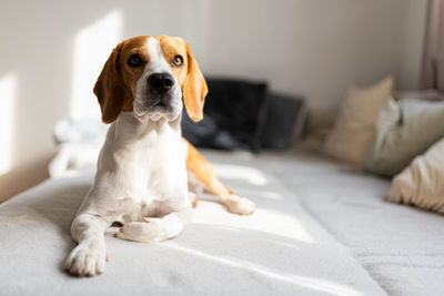 Dog lying down on a couch in bright room. sadness concept. copy space on right