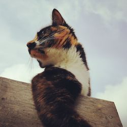 Low angle view of cat looking away against sky