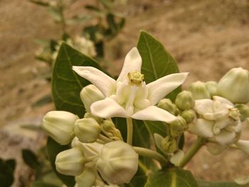 Close-up of white flowering plant