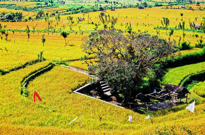 High angle view of agricultural field