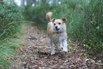 Dog on grass