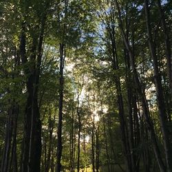 Low angle view of trees