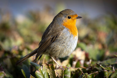 Close-up of bird perching on plant