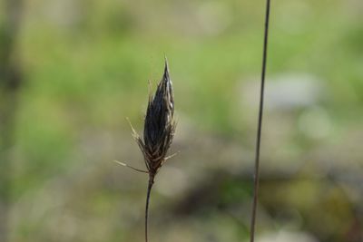 Close-up of insect on plant