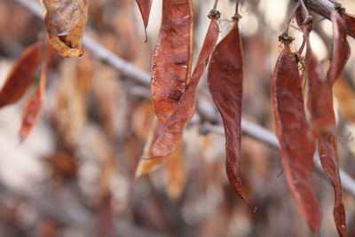 Close-up of dry leaves