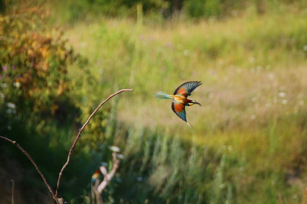 BIRD FLYING AGAINST BLURRED BACKGROUND