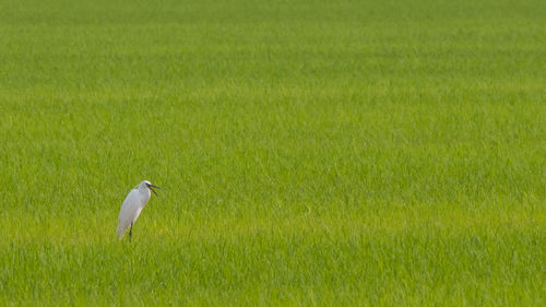 Bird on a field