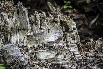 Close-up of tree trunk on field